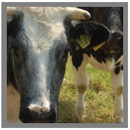 koeien_image